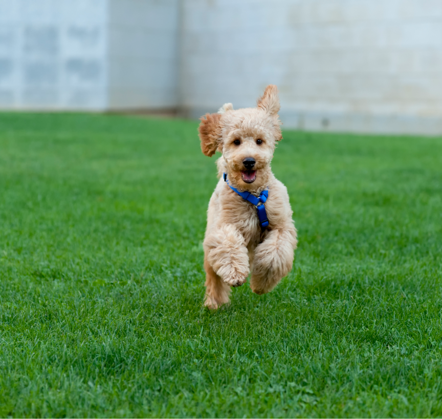 Dog running joyfully on green grass.